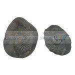 A set of Salikgram with Chakra