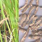 Acorus calamus Sweet Flag (Bojho)