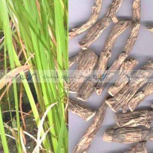 Acorus calamus Sweet Flag (Bojho)