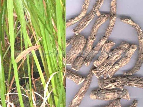 Acorus calamus Sweet Flag (Bojho)