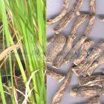 Acorus calamus Sweet Flag (Bojho)
