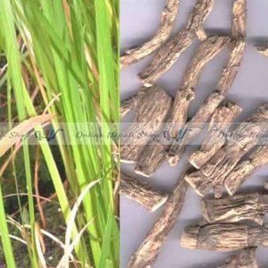 Acorus calamus Sweet Flag (Bojho)