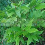 Cinnamomum Tamala (Leaves & Bark)