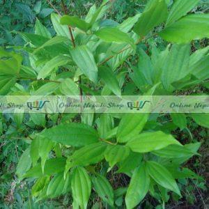Cinnamomum Tamala (Leaves & Bark)
