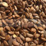 Natural Medicinal Citrullus Colosynthis Trichosanthes Wallichiana Seeds