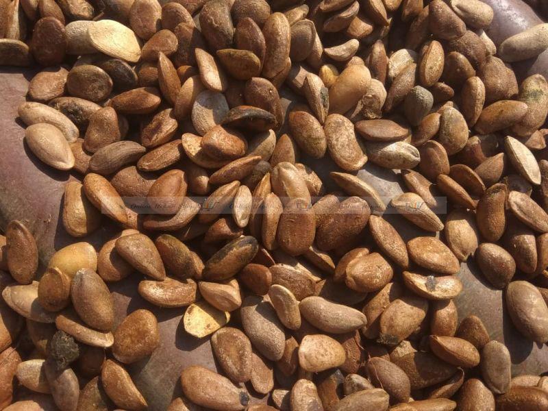 Natural Medicinal Citrullus Colosynthis Trichosanthes Wallichiana Seeds