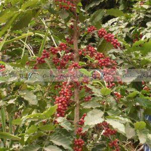 Organic Coffee Beans