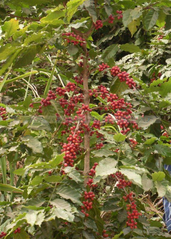 Organic Coffee Beans