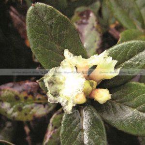 Natural Organic Anthopogon Essential Oil