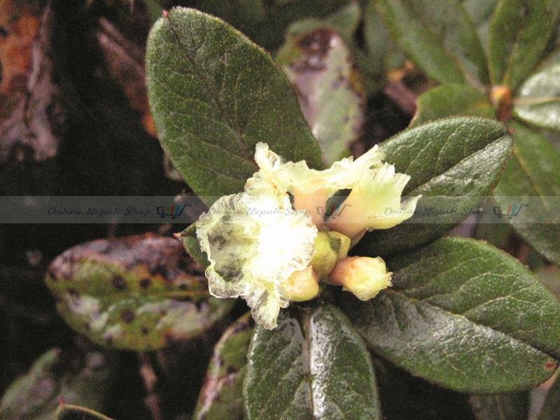 Natural Organic Anthopogon Essential Oil
