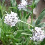 Natural Organic Jatamansi Essential Oil