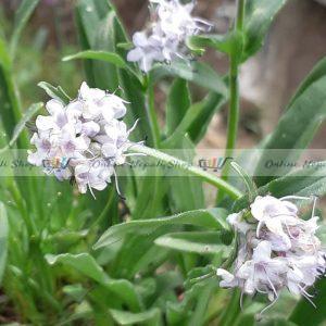 Natural Organic Jatamansi Essential Oil