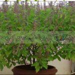Tulsi Dry Leaves-Holy Basil