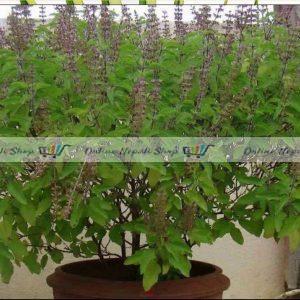 Tulsi Dry Leaves-Holy Basil