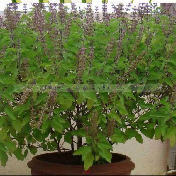 Tulsi Dry Leaves-Holy Basil